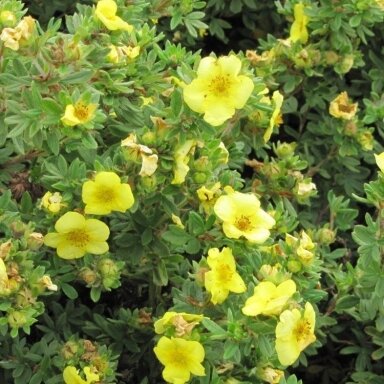Shrubby cinquefoil 'Dakota Sunrise' C5 Shrubby cinquefoil 'Dakota Sunrise' C5