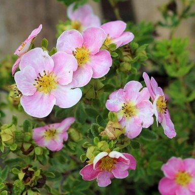 Shrubby cinquefoil 'New Dawn' C5 Shrubby cinquefoil 'New Dawn' C5