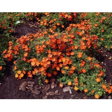 Shrubby cinquefoil 'Red Ace' C5 Shrubby cinquefoil 'Red Ace' C5