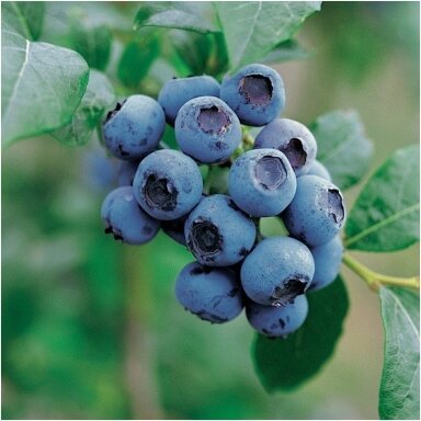 Šilauogė aukštoji 'Bluecrop' C5