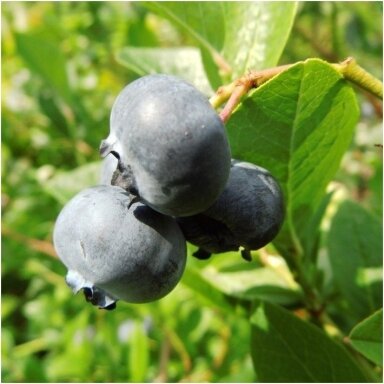 Šilauogė aukštoji 'Bluegold' C2