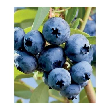 Šilauogė aukštoji 'Denise Blue' C2