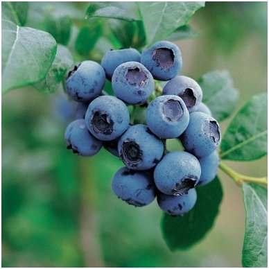 Šilauogė aukštoji 'Bluecrop' C5 Šilauogė aukštoji 'Bluecrop' C5