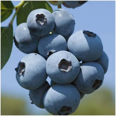 Blue huckleberry 'Brigitta' C5