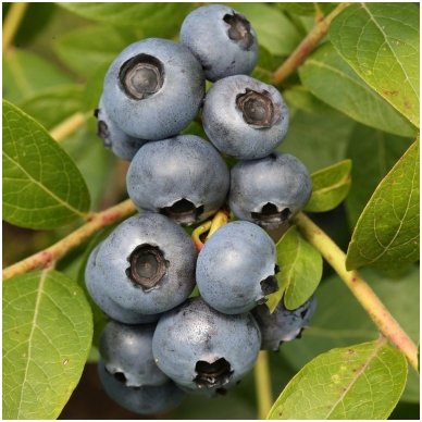 Blue huckleberry 'Brigitta' C5 2