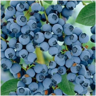 Blue huckleberry 'Goldtraube' C5