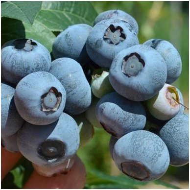 Blue huckleberry 'Nelson' C5 Blue huckleberry 'Nelson' C5