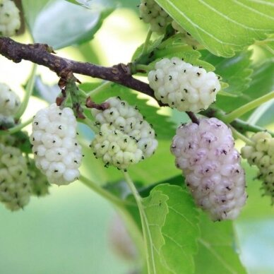 White mulberry 'Milanowek' C5