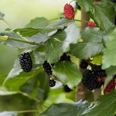 Šilkmedis 'Mojoberry' C10 Šilkmedis 'Mojoberry' C10