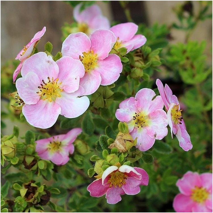 Shrubby cinquefoil 'New Dawn' C5