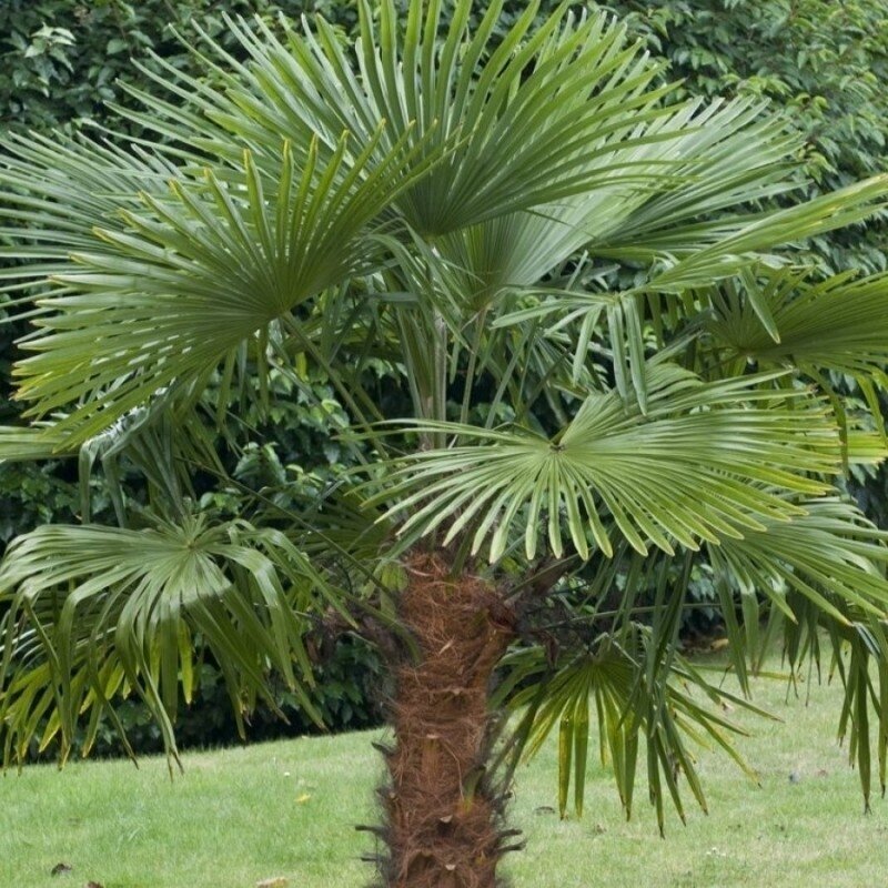 Chusan Palm C5 Chusan Palm C5