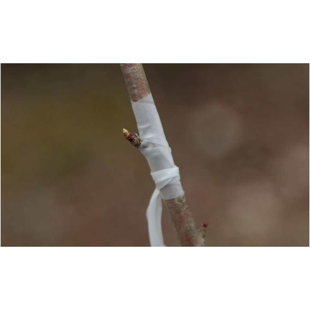 Skiepijimo juostelės HDPE 3,5X35 mm 1 kg 1 Skiepijimo juostelės HDPE 3,5X35 mm 1 kg 1