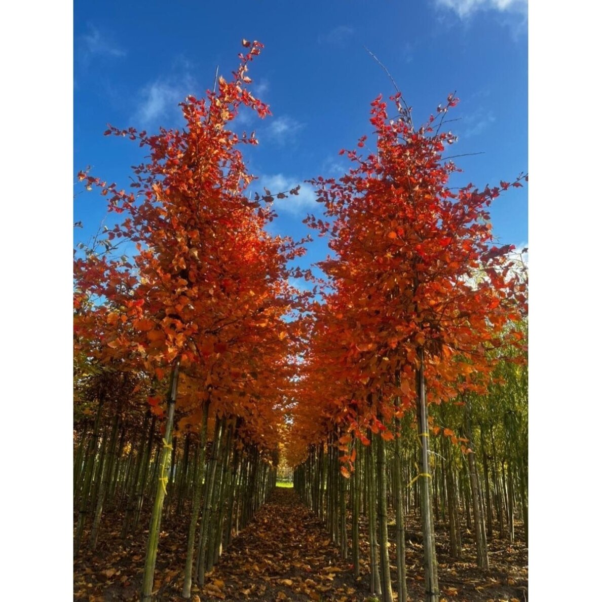 Skroblas paprastasis 'Rockhampton Red' C15 Skroblas paprastasis 'Rockhampton Red' C15