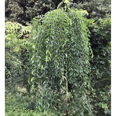 Skirpstas paprastasis 'Pendula' C15 Pa