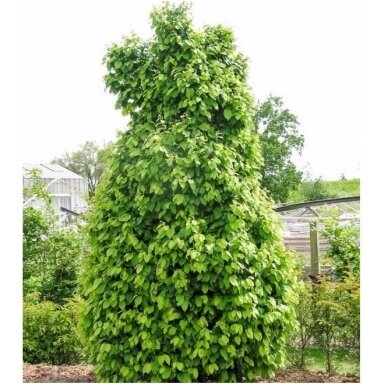 Skroblas paprastasis 'Columnaris Nana' C5