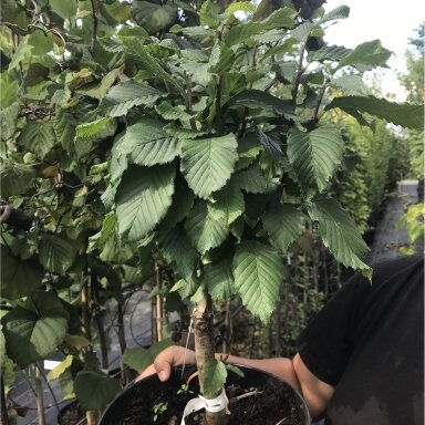 Skroblas paprastasis 'Globus' C10