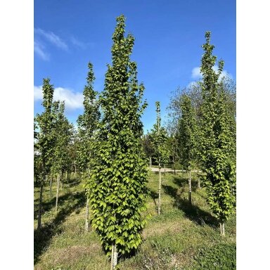 Skroblas paprastasis 'LUCAS' C20