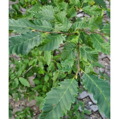 Skroblas paprastasis 'Minor Globe'® C20