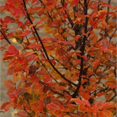 Skroblas paprastasis 'Orange Retz' C15