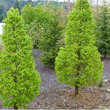 Skroblas paprastasis 'Pinocchio' C20