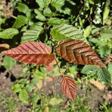 Skroblas paprastasis 'Purpurea' C5
