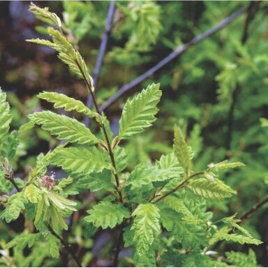 Skroblas paprastasis 'Quercifolia' C20