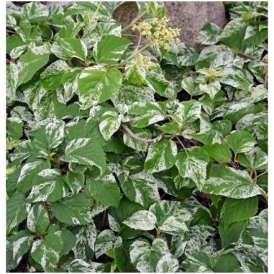 Skeltė hortenzinė 'Burst of Light' ® C10 Skeltė hortenzinė 'Burst of Light' ® C10