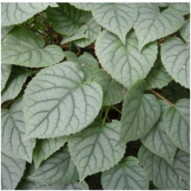 Japanese hydrangea vine 'Moonlight' C10 1 Japanese hydrangea vine 'Moonlight' C10 1