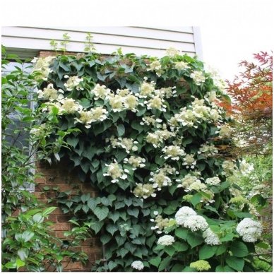 Japanese hydrangea vine 'Moonlight' C10 3 Japanese hydrangea vine 'Moonlight' C10 3