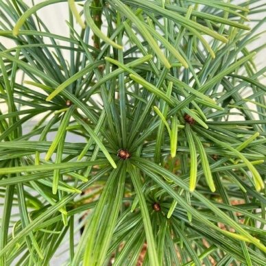 Japanese Umbrella Pine C5 2