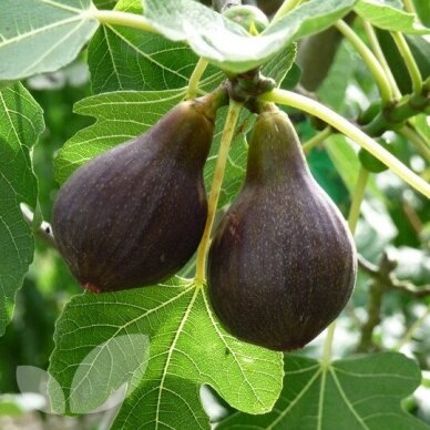 Fig tree 'Brown Turkey', C5