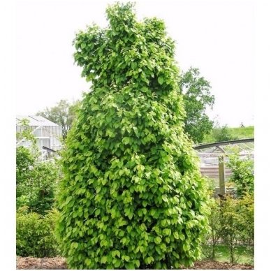 European hornbeam 'Columnaris Nana' C5 European hornbeam 'Columnaris Nana' C5