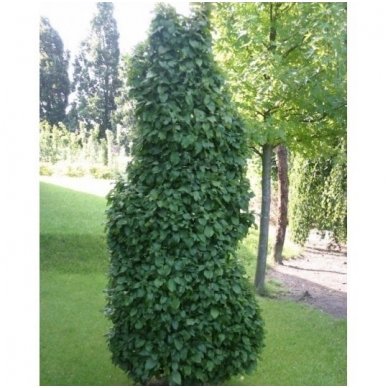 European hornbeam 'Columnaris Nana' C5 1