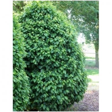 European hornbeam 'Columnaris Nana' C5 2