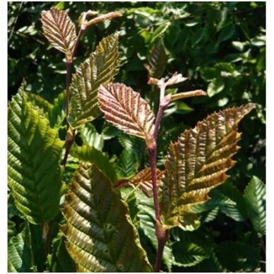 European hornbeam 'Purpurea' C5 1