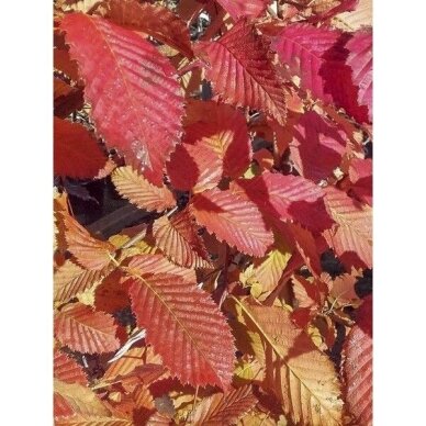 Skroblas paprastasis 'Rockhampton Red' C10 1