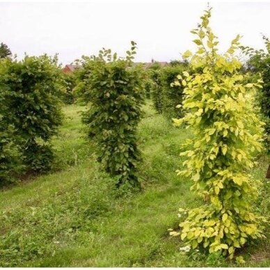 European hornbeam 'Williamson's Gold' C15 1 European hornbeam 'Williamson's Gold' C15 1