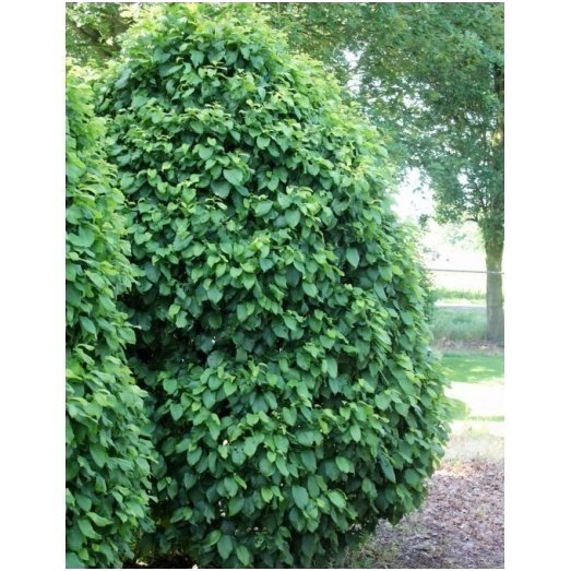 European hornbeam 'Columnaris Nana' C5 2