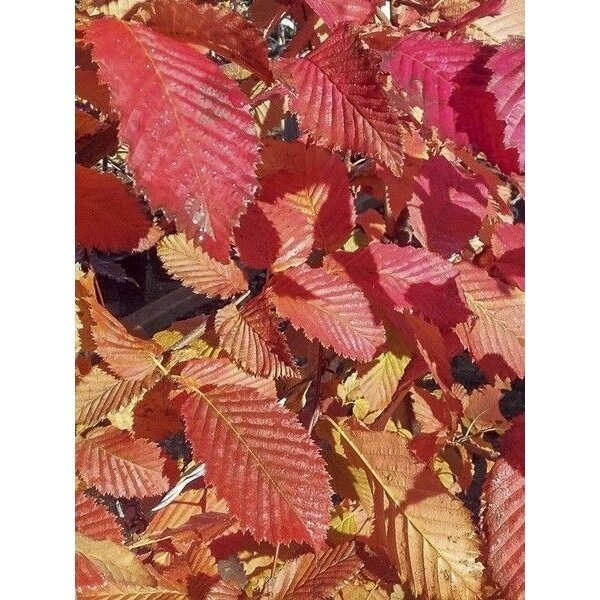 Skroblas paprastasis 'Rockhampton Red' C10 1