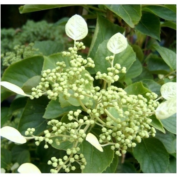 Japanese hydrangea vine 'Moonlight' C10 2 Japanese hydrangea vine 'Moonlight' C10 2