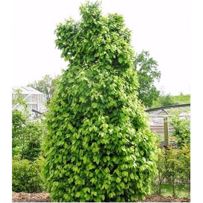 European hornbeam 'Columnaris Nana' C5