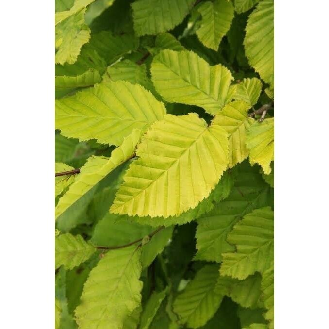 European hornbeam 'Williamson's Gold' C15 European hornbeam 'Williamson's Gold' C15