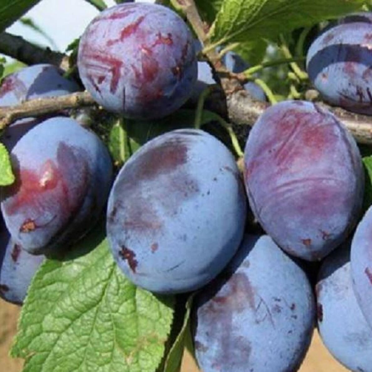 Plum 'Prezident' C5-10 Plum 'Prezident' C5-10
