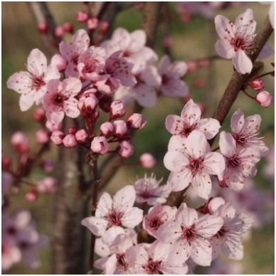 Dwarf Flowering Cherry Plum 'Woodi' C10