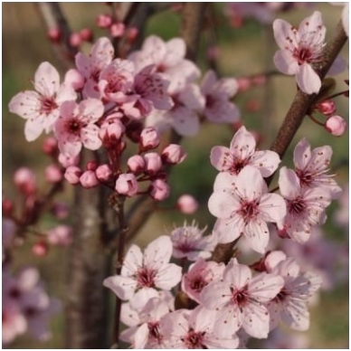Dwarf Flowering Cherry Plum 'Woodi' C5