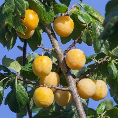 Slyva 'Uleno renklodė', C10 Slyva 'Uleno renklodė', C10