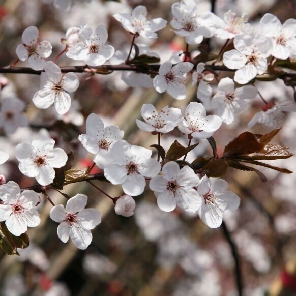 Purple Leaved Plum 'Pissardii' C5 1