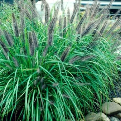 Fountain Grass 'Moudry' C5 2