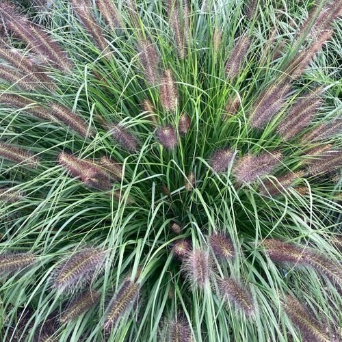 Fountain Grass 'Viridescens', C2 Fountain Grass 'Viridescens', C2