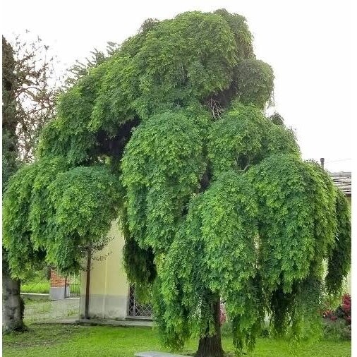 Sofora japoninė 'Pendula' C15, Pa Sofora japoninė 'Pendula' C15, Pa